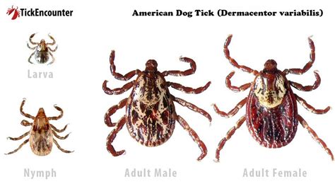  American Dog Tick! Discover the Eight-Legged Hunter Lurking in Your Backyard