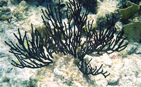  Black Coral: A Gemstone Hiding in Plain Sight! This Stunning Polyp Colony Thrives in Deep Waters, Adorned with Intricate Skeletal Structures Reminiscent of Ebony Lacework