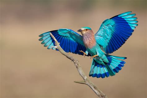  อีมะ (Indian Roller) นกบินร่อนได้สวยงามจากสกุล Accipitridae ที่มีสีสันสดใสและท่าทางสง่างาม