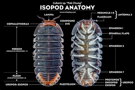 Isopod: A Tiny Crustacean With Surprisingly Powerful Legs That Can Live in Both Freshwater and Marine Environments!