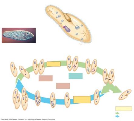  Kaufmanniella!  A Tiny Ciliate with a Surprisingly Complicated Life Cycle