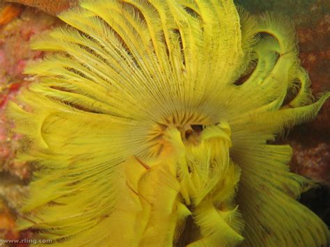  Yellow-Green Feather Duster Worm: Can This Fuzzy Marine Creature Clean Your Aquarium with its Elegant Plume?