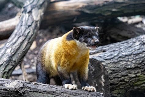 Yellow-throated Marten: Discover the Agile Acrobat and Master Hunter Lurking in Lush Forests!